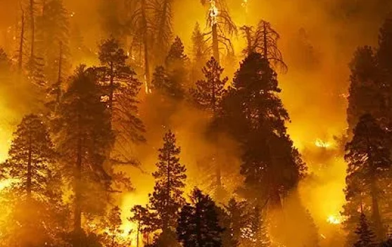 New Policy: Kebakaran Hutan di Kalimantan Meningkat, Pemerintah Perkuat Mitigasi