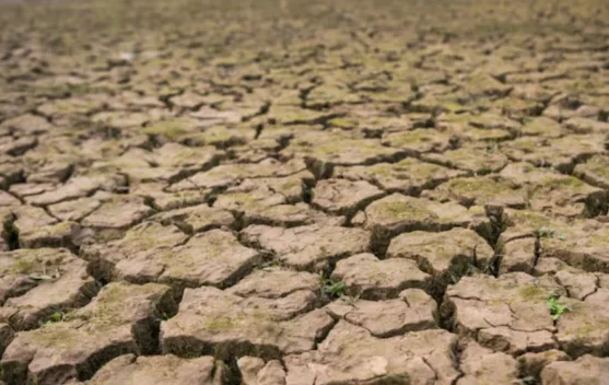 WFP Peringatkan El Nino Kuat Picu Lonjakan Kerawanan Pangan