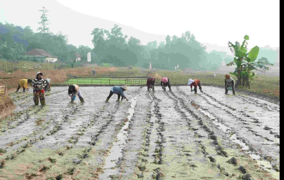 Tingkat Kesejahteraan Petani, Dinas Pertanian Bekasi Terapkan Pertanian Modern